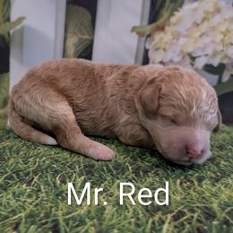 Mr Red - Apricot male Goldendoodle puppy in Lebanon, Pennsylvania from Robertson's Retrievers and Doodles