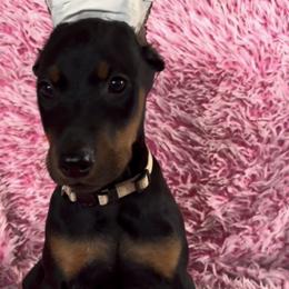 Girl 3 - Black and rust female Doberman Pinscher puppy in Centralia, Missouri from TopSpots Farm