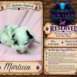 Morticia - Blue merle female Australian Shepherd puppy in Citra, Florida from AEW Farm