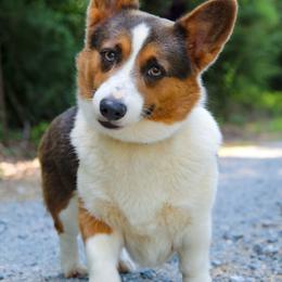 Delta - Pembroke Welsh Corgi