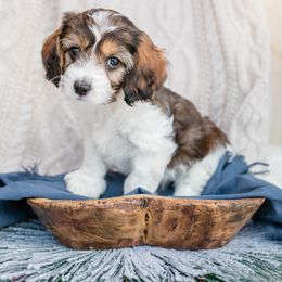 Bernedoodle, Cavalier King Charles Spaniel, Cavapoo, and Poodle Puppies from Dinky Doo Doodles