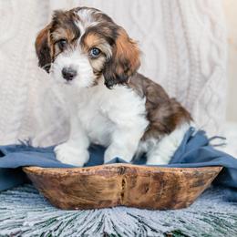 Bernedoodle, Cavalier King Charles Spaniel, Cavapoo, and Poodle Puppies from Dinky Doo Doodles