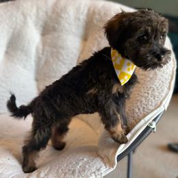 Girl 2 - Black and tan female Schnoodle puppy in Rancho Cordova, California from Snickerdoodle Doodles