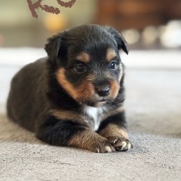 Ron - Black tri male Toy Australian Shepherd puppy in Sanger, California from Flying M Cactus Ranch Buddies