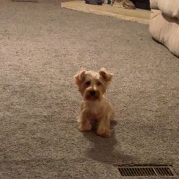 Yorkshire Terrier puppies from Nell’s Adorable Yorkshire’s