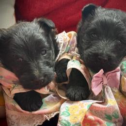 Purple - Brindle female Scottish Terrier puppy in Moyie Springs, Idaho from Avonlea Terriers