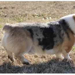 Bill - American Corgi