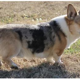 Bill - American Corgi