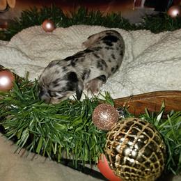 Clark - Dapple male Dachshund puppy in Pace, Florida from Shoebox Doxie’s