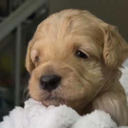 Topaz - Apricot male Goldendoodle puppy in Hagerstown, Maryland from 3Dawn Doods