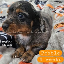 Pebble - Dapple male Dachshund puppy in Harrodsburg, Kentucky from Wayward Home Dachshunds