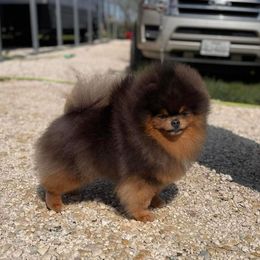 Niko - Pomeranian