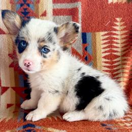 Blue Merle Male 3 - Blue merle and white male American Corgi puppy in Okeechobee, Florida from HotShot Kennels