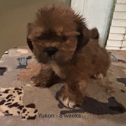 Yukon - Black Collar Male - Golden male Lhasa Apso puppy in Greensboro, North Carolina from Koenigplatz Kennel