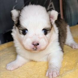 Bessie-2300 - Black and white female Pomsky puppy in Spring Hill, Florida from www.PuppyTimeEmporium.com
