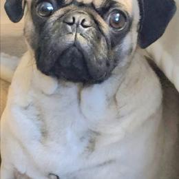 Pinky - Pug