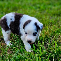 Stars - Blue merle male Australian Shepherd puppy in Silex, Missouri from Small Town Australian Shepherds
