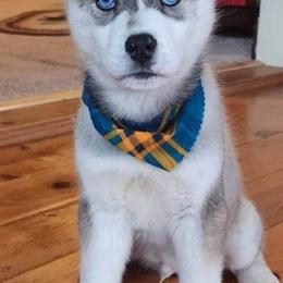 Siberian Husky Puppies from Kentucky Huskies