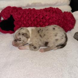 Paris - White and red merle female Border Collie puppy in Henagar, Alabama from Ridge Kap Border Collies