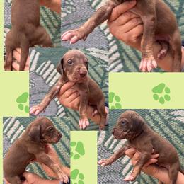 Jason - Chocolate male Great Dane puppy in Wellsville, New York from Prophecy Danes