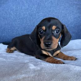 Black Tan Female - Black and tan female Dachshund puppy in North Auburn, California from Northern Doxie