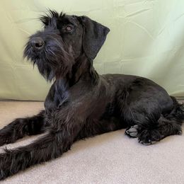 Giant Schnauzers from Schnauzer Paw Homestead
