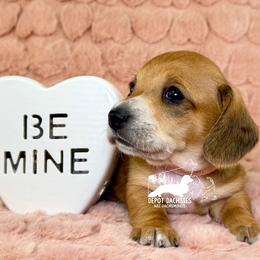 Cinnamon AKC - Red female Dachshund puppy in South Easton, Massachusetts from Depot Dachsies