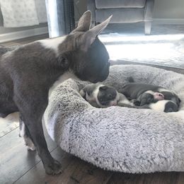 Boston Terrier Puppies from Kline Kennels