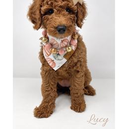Yertle - Red  female Goldendoodle puppy in State Road, North Carolina from Must Love Doodles
