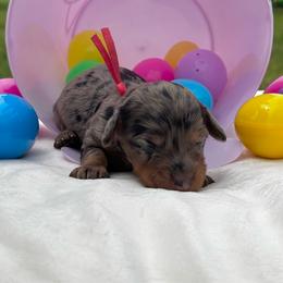 Julie - Dapple female Dachshund puppy in Athens, Alabama from Weidenthal Dachshunds