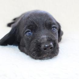 Jace - Black male Dachshund puppy in Fairfax, Iowa from Grayson’s Lovable Dachshunds
