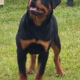 Bulldogs, Rottweilers, and Siberian Huskies from Kaniska Kennels