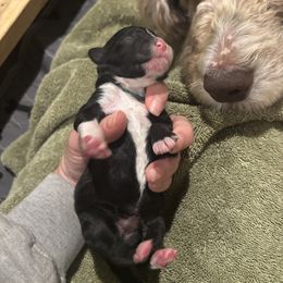 Bernedoodle and Poodle Puppies from Brossier Bernedoodles