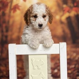 Clove - Parti female Goldendoodle puppy in Urbana, Illinois from ZaraDoodles