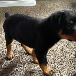 Rottweiler Puppies from Vom Allegiance Haus