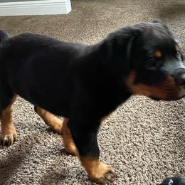 Rottweiler Puppies from Vom Allegiance Haus
