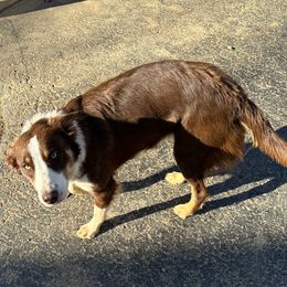 Nutmeg - Border Collie