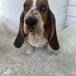 Mack Truck - Black brown and white female Basset Hound puppy in Lone Jack, Missouri from Wee Little Bassets