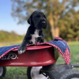 Great Dane Puppies from Oak View Danes