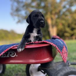 Great Dane Puppies from Oak View Danes