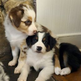 Australian Shepherds from Azura Aussies