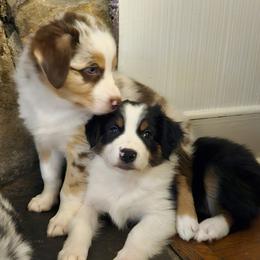 Australian Shepherds from Azura Aussies