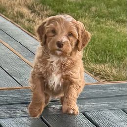 Reba - Red female Bernedoodle puppy in Washougal, Washington from Sandy Creek Bernedoodles