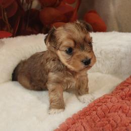 Cinnamon - Sable male Yorkshire Terrier puppy in Eastland, Texas from Peach Yorkies