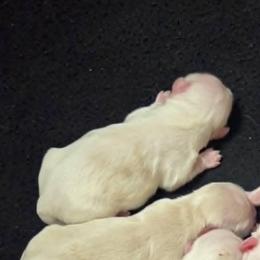 White-cream boy - Cream and white male Shih Tzu puppy in Vinita, Oklahoma from Locust Creek Shih Tzu & Havanese
