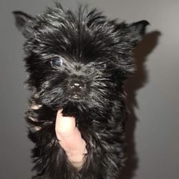 Boy 1 - Yorkshire Terrier puppy in Wartburg, Tennessee from Amanda's Precious Pups