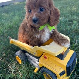 Jack - Red male Cavapoo puppy in Mint Hill, North Carolina from DoodleForever