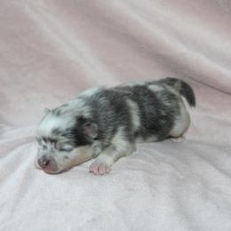 Ash - Blue merle female Pomeranian puppy in San Marcos, Texas from Hill Country Poms