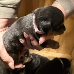 Girl 5 - Black and mahogany female Rottweiler puppy in Cartersville, Virginia from Vom Heldenhaft Rottweilers