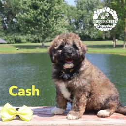 Cash - Sable male Bernedoodle puppy in Heyworth, Illinois from Cobble Creek Puppies